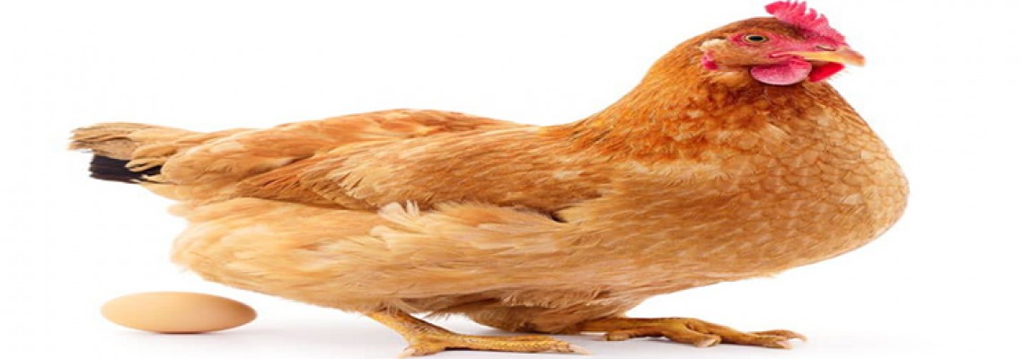 فناوری نانو موجب ضد عفونی خوراک مرغ میشود