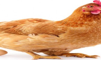 فناوری نانو موجب ضد عفونی خوراک مرغ میشود