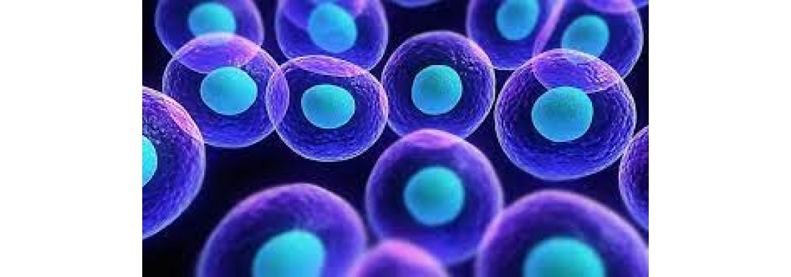 از بین بردن سلول‌های سرطانی با نانو ذرات مغناطیسی