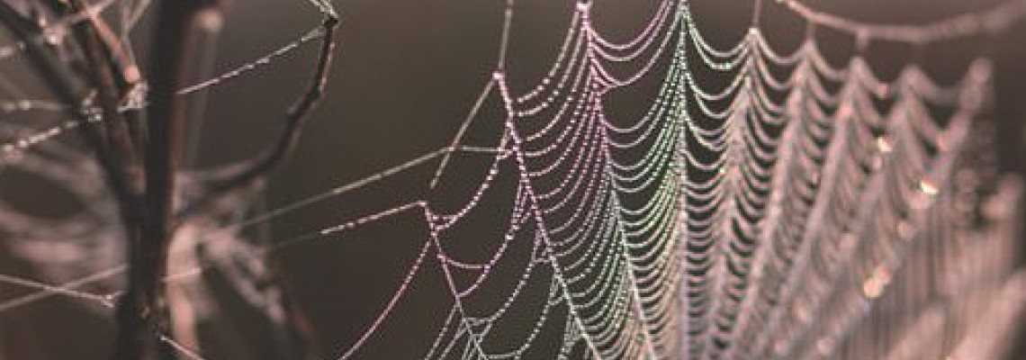 قوی‌ترین تار توسط عنکبوت‌های اسپری شده با مواد نانو