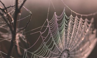 قوی‌ترین تار توسط عنکبوت‌های اسپری شده با مواد نانو
