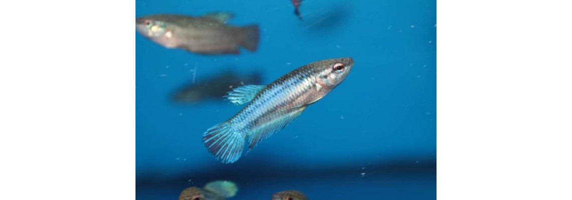 تبدیل روغن ماهی به یک غذای فراسودمند با فناوری نانو