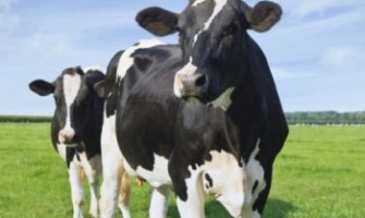 تولید شیر در آزمایشگاه بدون حضور گاو!