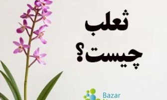 ثعلب چیست